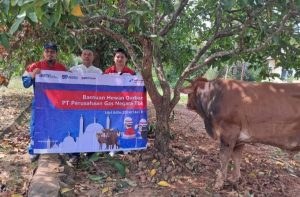 PT. PGN Stasiun Pagar Dewa Sembelih Sapi Kurban di Kantor Camat Lubai Ulu