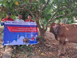 PT. PGN Stasiun Pagar Dewa Sembelih Sapi Kurban di Kantor Camat Lubai Ulu