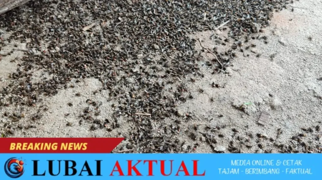 warga desa tambangan kelekar keluhkan serbuan lalat dari peternakan ayam. warga desa tambangan kelekar keluhkan serbuan lalat dari peternakan ayam.