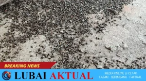 warga desa tambangan kelekar keluhkan serbuan lalat dari peternakan ayam.
