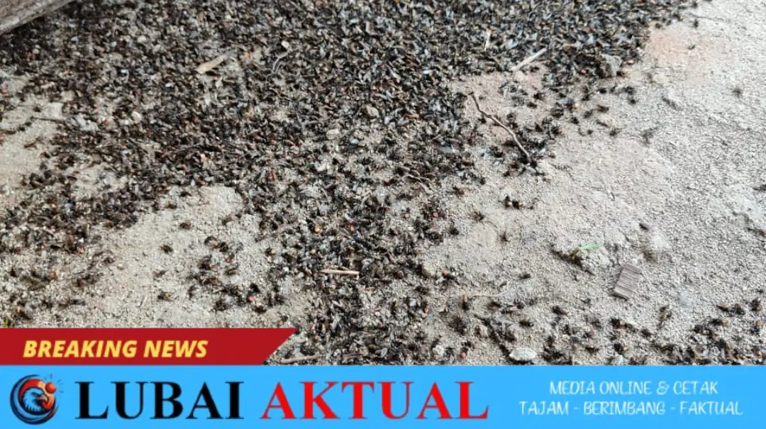 Warga Desa Tambangan Kelekar Keluhkan Serbuan Lalat dari Peternakan Ayam.