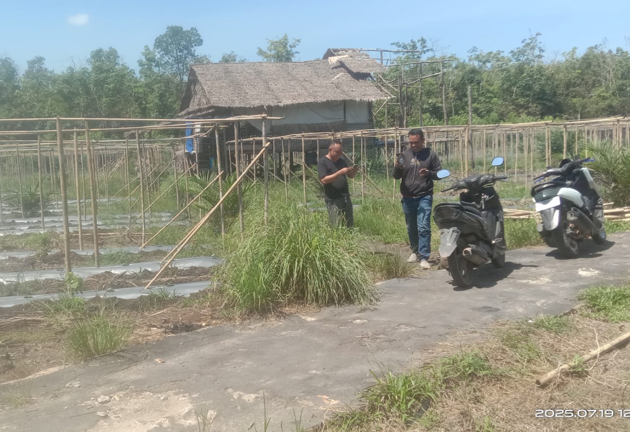 Pemdes Sukadana Kembangkan Ketahanan Pangan Budidaya Timun Bersama BUMDes img 20250720 wa0002
